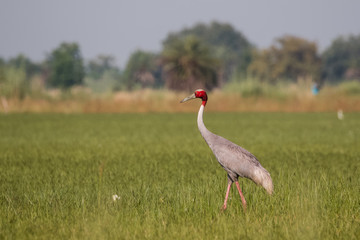 Sarus Crane sitting at Wetland