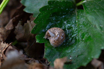 Slug in Garden on Strawberry Leaf