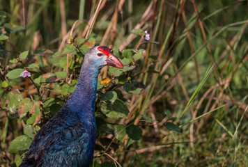 Grey Headed Swamphen