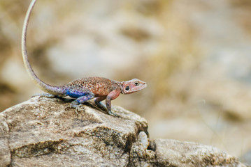 Mwanza flat-headed rock agama at Masai Mara National Park, Kenya
