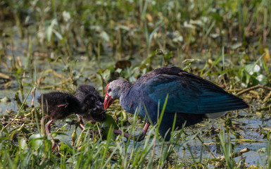 Grey Headed Swamphen