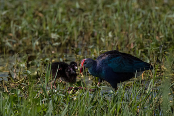 Grey Headed Swamphen