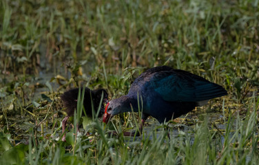 Grey Headed Swamphen