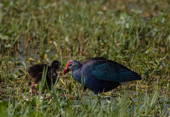 Grey Headed Swamphen