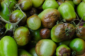 Late blight of tomato. Phytophthora rot.