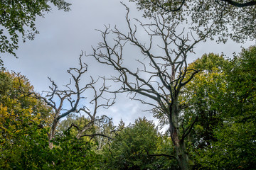 Urwald