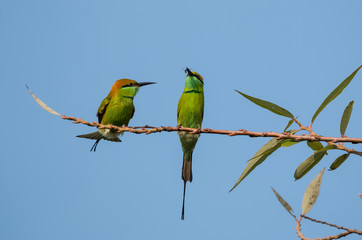 Green Bee Eater pair sitting on tree branch