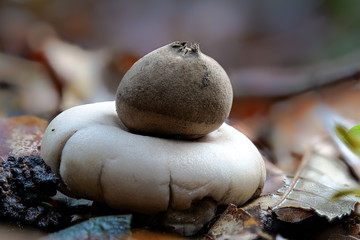 Der Pilz Gewimperter Erdstern 