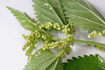 The stinging nettle occurs almost everywhere in Germany and is an important plant for caterpillars and butterflies