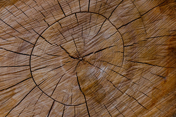 Brown circle tree cut great for background , wallpaper and has place for text or another design.