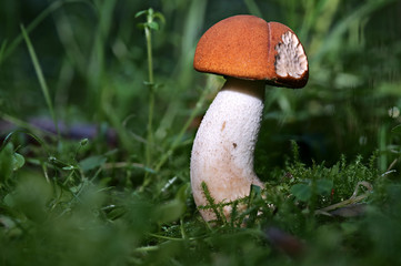 Der Pilz Rotkappe 