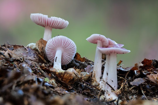 Der Pilz Rosa Rettichhelmling "MYCENA ROSEA" auf Laubwaldboden mit Kleeblatt in hoher Tiefensch&auml;rfe mit unscharfem Hintergrund