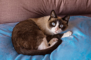 Beautiful cat breed snowshoe with funny emotions sitting on blue background.