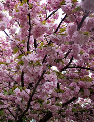 Cherry Blossoms 