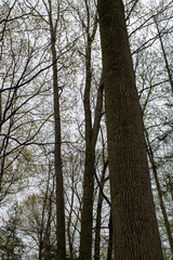 Fototapeta premium Tree Bark