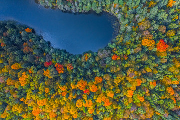 Aerial Drone view of colorful top of the forest and a lake at Autumn