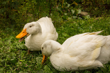 Adult American Pekin Ducks