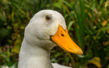 Adult American Pekin Ducks