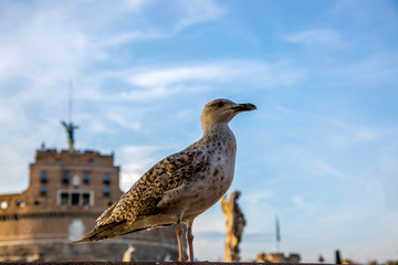 A seagull on a fence against the backdrop of the Castle of the Holy Angel in Rome
