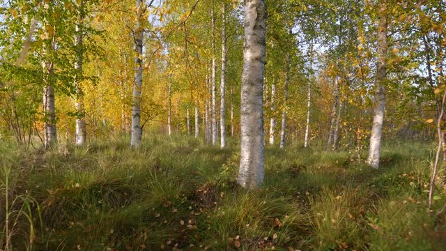Camera moving through autumn birch forest in Finland. Autumn concept. Walking on path in autumn forest. UHD, 4K