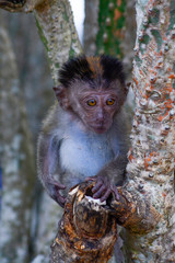 Baby monkey