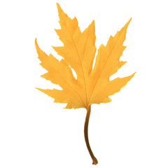 Autumn maple leaf vector on a white background.