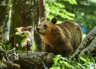Fototapeta na wymiar Wild brown bear (Ursus arctos) close up