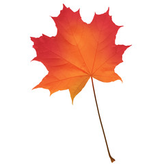 Realistic red maple leaf isolated on white background