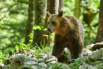 Wild brown bear (Ursus arctos) close up