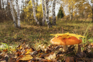 Picturesque mushroom on the edge of a birch grove, Tver region, Russia