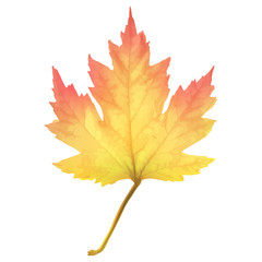 Realistic maple leaf isolated on white background