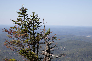 tree on the mountain