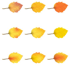 Realistic Alder Tree Leaves in Changing Fall Colors.