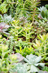 Obraz premium Cacti cactus