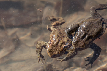 frogs