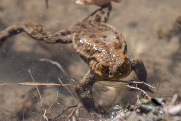 frogs