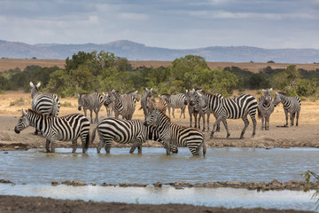 Fototapeta na wymiar A Dazzle of Zebras at the Watering Hole, Sweetwaters Tented Camp, Kenya, Africa