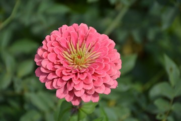 Pink Zinnia in summer garden. Сloseup