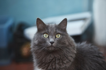 portrait of a gray cat with green eyes. adorable and fluffy buddy