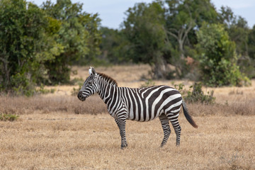 Fototapeta na wymiar Greby's Zebra Posing on the Savanna, Ol Pejeta Conservancy, Kenya, Africa