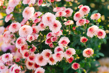 Pink and red chrysanthemum flowers in the garden