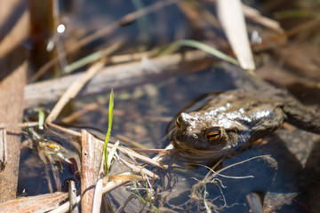 frogs
