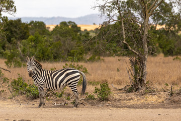 Fototapeta na wymiar Watchful Zebra in the Savanna, Ol Pejeta Conservancy, Kenya, Africa