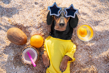  dog of dachshund, black and tan, in a yellow t-shirt, buried in the sand at the beach sea on...