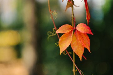 Red-orange autumn leaf of wild grapes on a branch