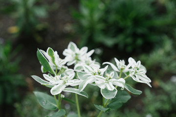 white flowers spurge in the garden