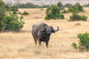 Obraz premium A SIngle Cape Buffalo Observing the Safari Vehicle, Ol Pejeta Conservancy, Kenya, Africa