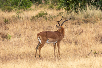 Naklejka na ściany i meble A Graceful Impala, Ol Pejeta Conservancy, Kenya, Africa