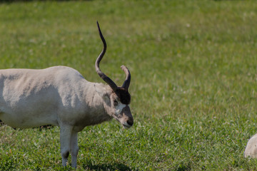 an addax walking through a green meadow