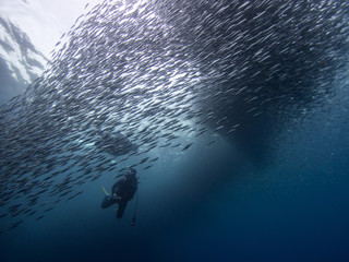 Two scuba divers surrouded by a school of sardines on Bohol, the Philippines